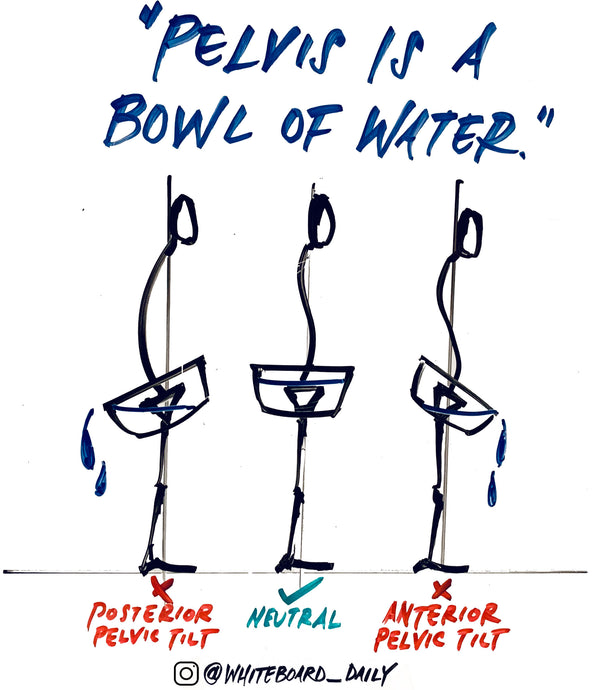 Digital Sketch: Pelvis is a Bowl of Water